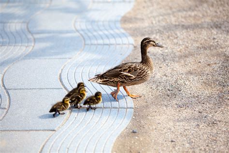 Baby ducks following mama duck - BatesMeron