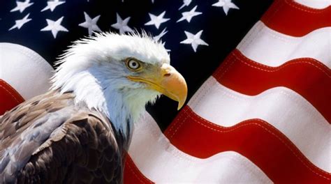 Angry North American Bald Eagle On American Flag Stock Photo By