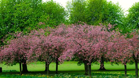 Green trees in park and sunlight. Free photo: Spring tree - Blossoming, Blossoms, Colorful ...