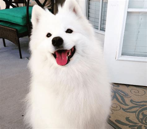 Great Debate Are Samoyeds Really Hypoallergenic