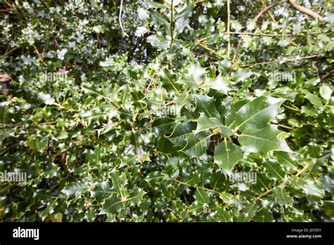 Evergreen Holly Shrub Spiky Leaves Ilex Aquifolium Newtownabbey Uk