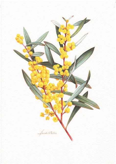 An Illustrated Guide To Australias Marvellous Wattle Flower Drawing
