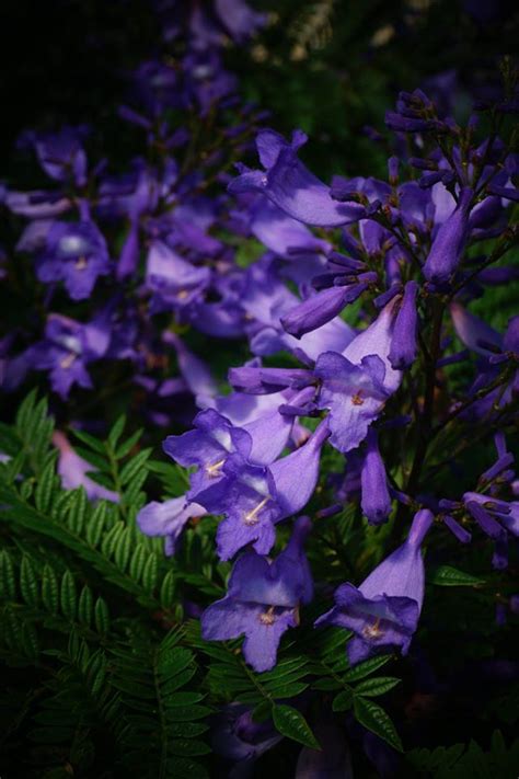 Makes anexcellent bonsai tree as the roots are very shallow and it is easily dwarfed. PlantFiles Pictures: Jacaranda 'Bonsai Blue' (Jacaranda ...