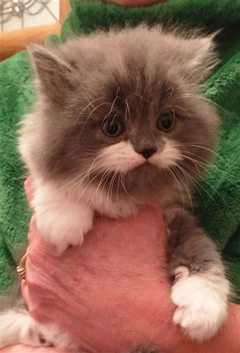 Newest to oldest oldest to newest price: Persian Cats For Sale | Cleveland, OH #277856 | Petzlover
