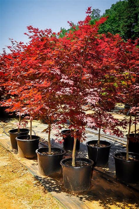 Fire blight could be to blame. Fireglow Japanese Maple Tree For Sale Online | The Tree Center