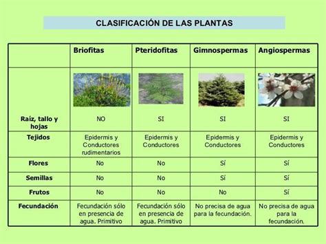 Cuadro Comparativo De Plantas Pteridofitas Y Espermatofitas Brainlylat