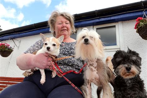 Scots Dog Owner Left Three Pups At Kennels On Christmas Eve 2018 For