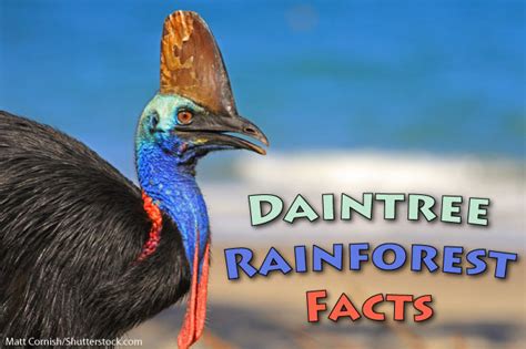 Daintree Rainforest Facts And Information With Pictures And Video