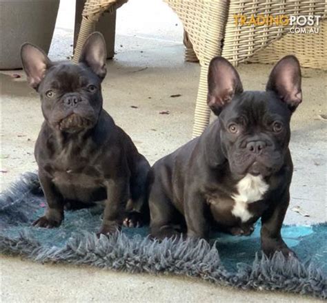 The french bulldog is a small energetic breed. Chocolate-French-Bulldog-puppies