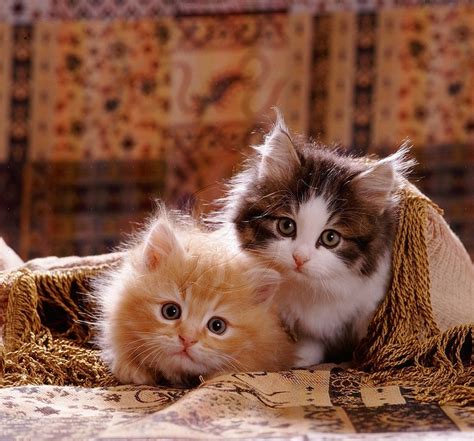 Cute Kittens Kittens Cutest Fluffy Kittens Kitten Pictures