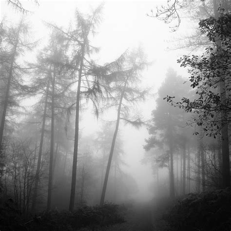 Forest Fog Nature Free Photo On Pixabay