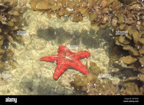 Red Starfish Indian Ocean Coast Diani Beach Kenya Mombasa Africa