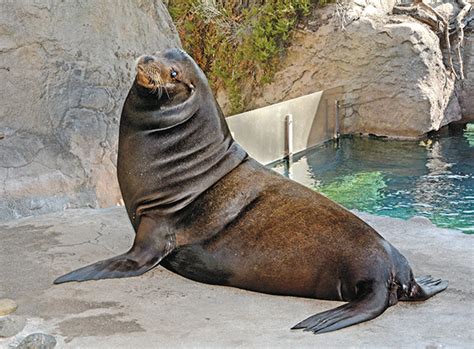 Visitors Can See And Hear New California Sea Lion At La Zoo