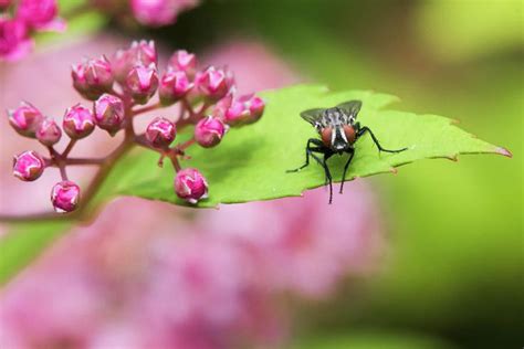 House Fly Photograph By Clifford Pugliese Photo Inspiration House