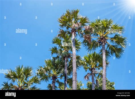 Sugar Palm Tree Stock Photo Alamy