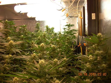 The best grow lights for growing weed indoors. Magnetic Induction Grow Lights & Plasma Grow Lights: Do they work? | Grow Weed Easy