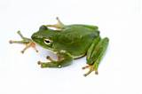 Fitxer:Green treefrog.jpg - Viquipèdia, l'enciclopèdia lliure