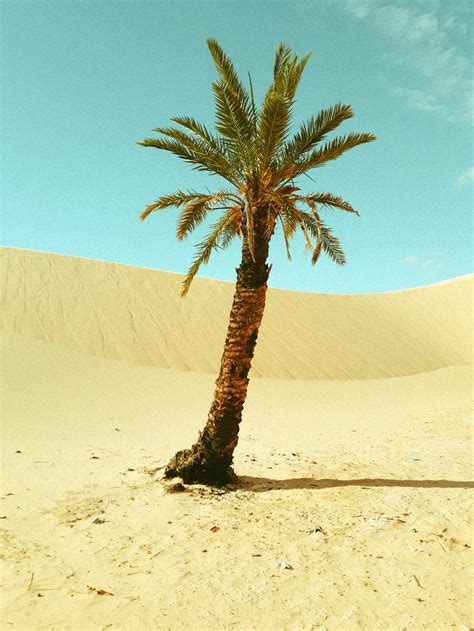 Green Palm Tree On Brown Sand · Free Stock Photo