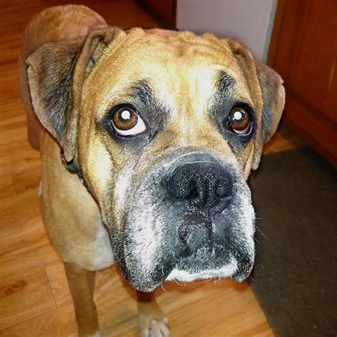 A place to post pics of boxers. Atlanta Boxer Rescue :: Available Boxers