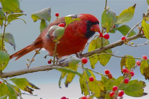 Winter Berries For Birds The National Wildlife Federation Blog