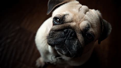 Free Download Free Hd Pug Wallpapers 1920x1080 For Your Desktop