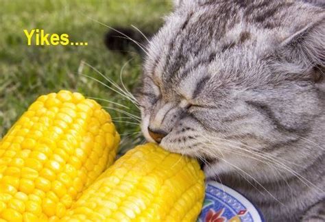 Mother cats will often not eat their kittens if they are healthy, although this does occur. Can Cats Eat Corn? Its Safe? | Pets Care