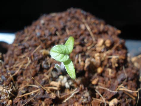 In nature the fruit drops from the plant and slowly rots away on the ground. Casa Mariposa: The NanoFarm: Potatoes, Tomatoes, and A ...