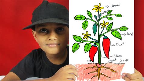 How To Draw Different Parts Of A Plant For Kids Cartoon Plant Drawing