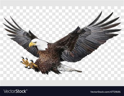 Bald Eagle Swoop Attack Hand Draw And Paint Color Vector Image