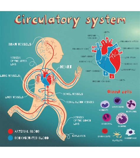 Heart And Circulatory System Diagram Parts And Function For Kids