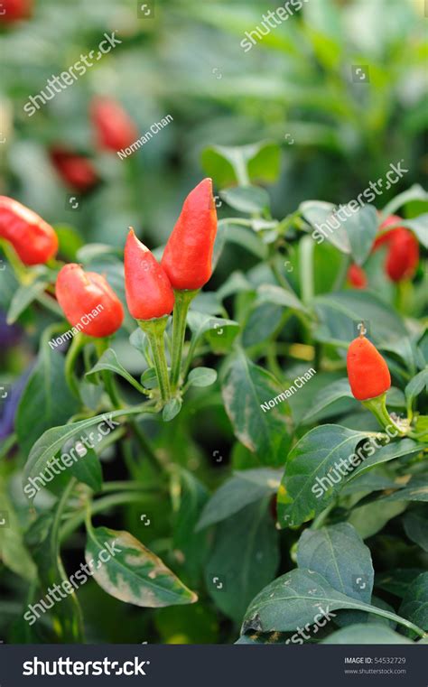 Red Chili Pepper Growing On A Plant Stock Photo 54532729 Shutterstock