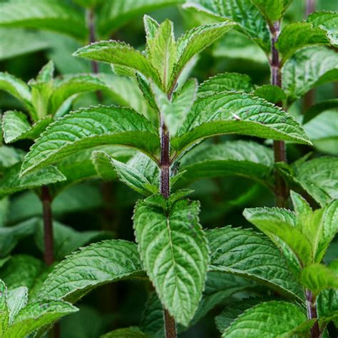Peppermint (mentha piperita) is a hydrid plant that is used for its sensory properties (aroma and taste) and the oil is used internally as a carminative and intestinal aid. نعناع فلفلی Peppermint - فروشگاه مزرعه ارگانیک