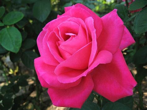 Sharing Pretty Pink Roses W You Peterslover Image 20119962 Fanpop