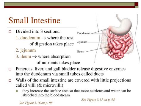 Ppt Digestive System Powerpoint Presentation Free Download Id1451264