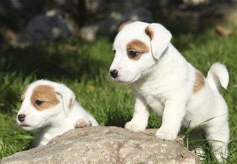 Enter your email address to receive alerts when we have new listings available for parson russell terrier puppy for sale. Russell Terrier Puppies For Sale - AKC PuppyFinder