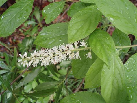 Did you scroll all this way to get facts about flower bush white? Virginia Sweetspire - June 2017 Wildflower of the Month ...