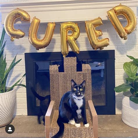 Congratulations To Mahomes The Fip Warriorsurvivor My Sil Adopted This Cat With Fip The