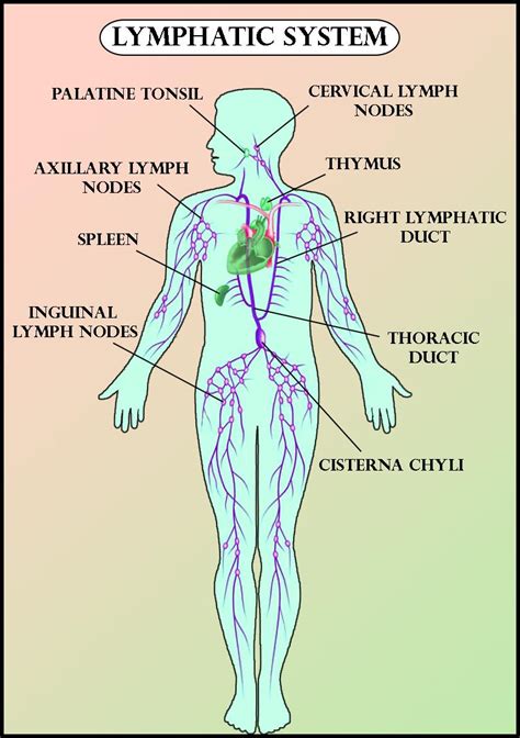 Wiring And Diagram Labeled Diagram Of Lymphatic System Images And