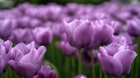 Purple Tulips Wallpaper Background