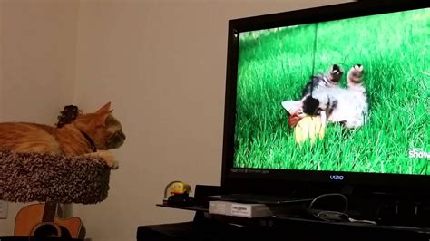 My Cat Mesmerized By Watching Other Cats On Tv Youtube