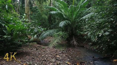 Phantasy is playing an old jungle set in the 2nd room. Panama: A walk in the dense jungle of Camino Plantacion on ...