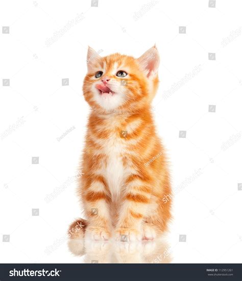 Cute Little Red Kitten Isolated On White Background Stock Photo