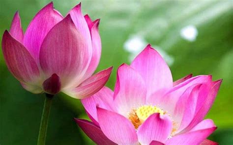 Hướng Dẫn Trồng Các Loài Hoa đẹp Và ý Nghĩa Cho Khu Vườn Thêm Phong Phú