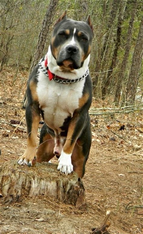 We did not find results for: American Pit Bull Terrier Dog Breed Pictures, 5