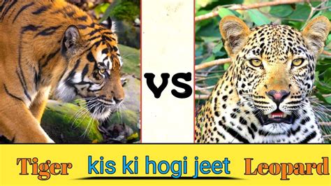 Tiger Vs Leopard Royal Bengal Tiger Vs Leopard Who Would Win