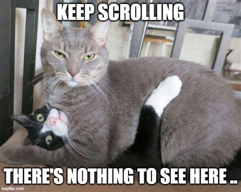 Image Tagged In Wrong Neighboorhood Cats Imgflip