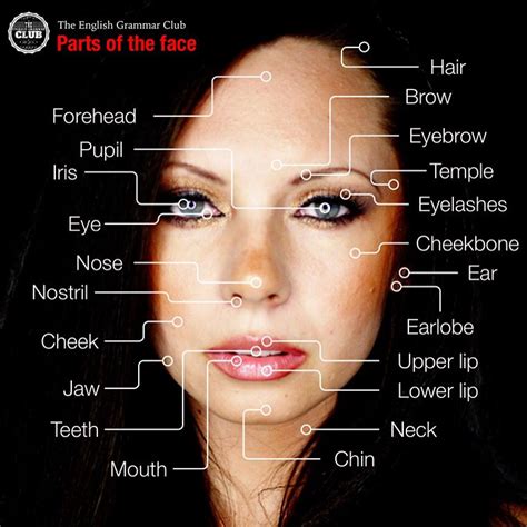 Cut and paste the parts of the face. Parts of the face | Inglés | Imagenes ingles, Vocabulario ...