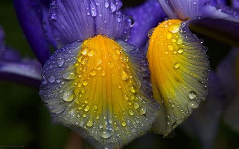 Rain Flower Petal Water Drop Hd Wallpaper Peakpx