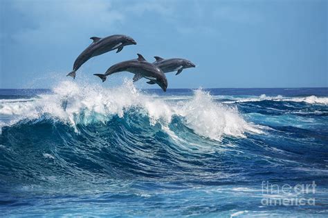 Images Of Dolphins Jumping
