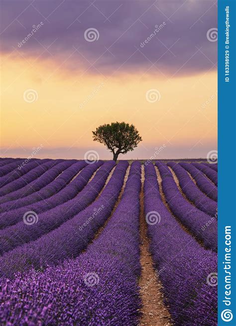 Purple Lavender Field Of Provence At Sunset Stock Image